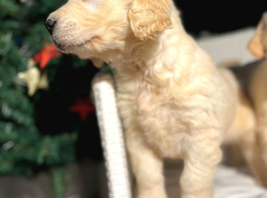 Safkan Eğitimli Baby Face Golden Yavruları görsel