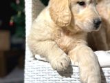 Safkan Eğitimli Baby Face Golden Yavruları