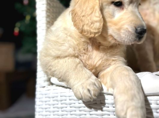 Safkan Eğitimli Baby Face Golden Yavruları görsel