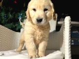 Safkan eğitimli baby face golden yavruları