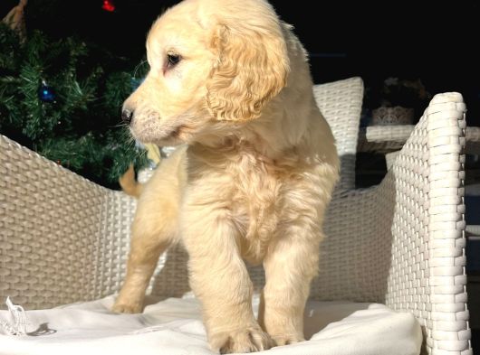 Safkan Eğitimli Baby Face Golden Yavruları görsel