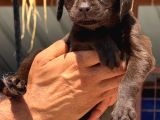 Labrador Bebişlee
