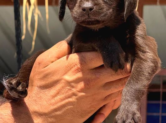 Labrador Bebişlee görsel