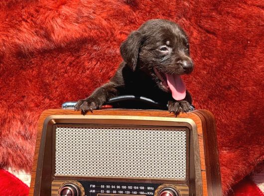 Labrador Bebişlee görsel