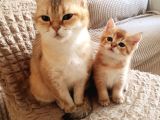 British Shorthair Gold Yavrulari