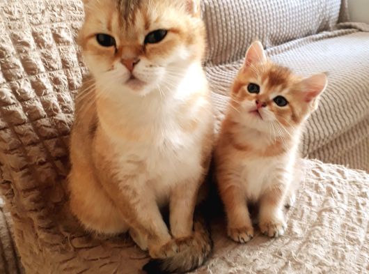 British Shorthair Gold Yavrulari görsel