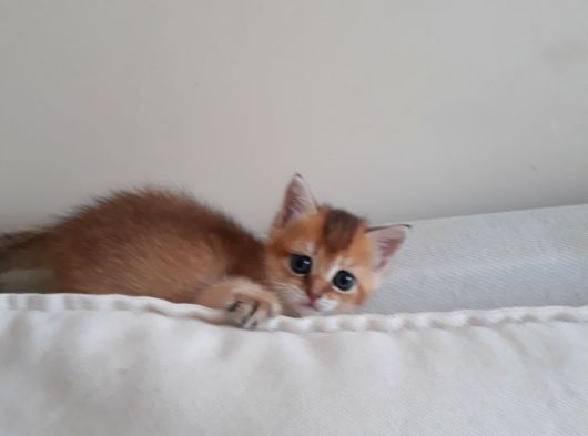 British Shorthair Gold Yavrulari görsel
