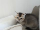 British Shorthair Gold Yavrulari