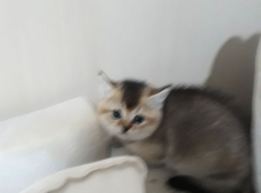 British Shorthair Gold Yavrulari görsel