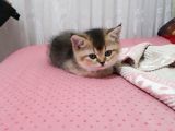British Shorthair Gold Yavrulari