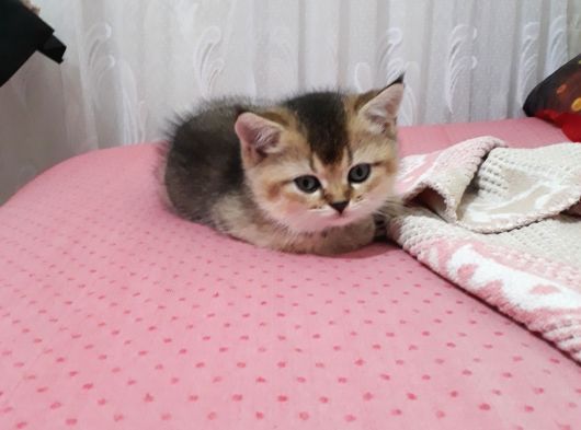British Shorthair Gold Yavrulari görsel