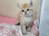 BRITISH SHORTHAIR GOLD YAVRULARI
