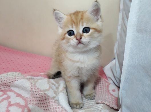 British Shorthair Gold Yavrulari