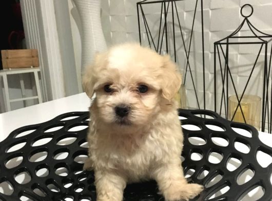 Mini Boy Orjinal Kore Kan Maltipoo görsel