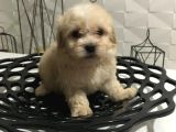 Mini boy orjinal kore kan maltipoo