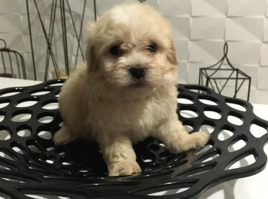 Mini Boy Orjinal Kore Kan Maltipoo