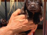 Labrador Bebişlee