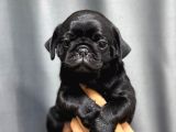 Si̇yah Safkan Pug Bebekler