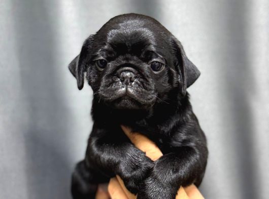 Si̇yah Safkan Pug Bebekler görsel