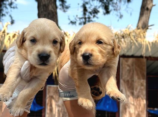 Golden Retriver Yavrularımız görsel