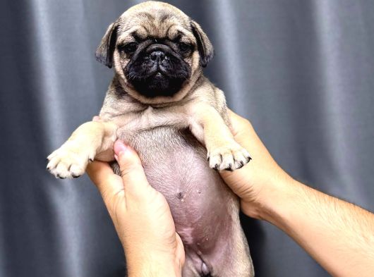 Üst Kali̇te Safkan Pug Yavrulari görsel