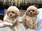 Maltipoo Bebekler