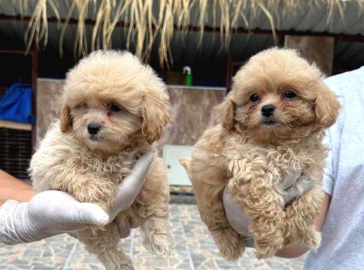Maltipoo Bebekler görsel