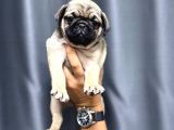 ÜST KALİTE SAFKAN PUG YAVRULARI
