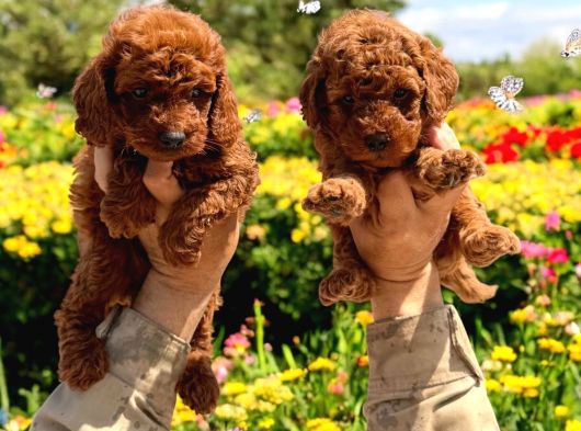 Sevimli Toy Poodle Yavrularımız