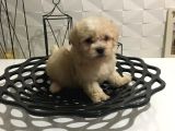 Mini Boy Orjinal Kore Kan Maltipoo