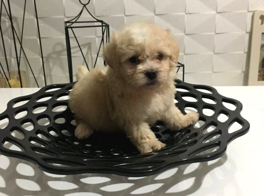 Mini Boy Orjinal Kore Kan Maltipoo görsel