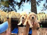 Golden Retriver Yavrularımız