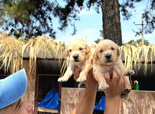 Golden Retriver Yavrularımız görsel