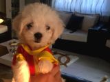 Mini Boy A Kalite Kore Kan Maltes Terrier