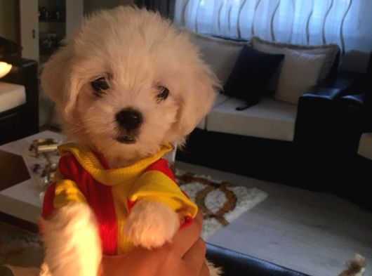 Mini Boy A Kalite Kore Kan Maltes Terrier görsel