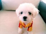 Mini Boy A Kalite Kore Kan Maltes Terrier