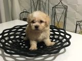 Mini Boy Orjinal Kore Kan Maltipoo