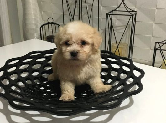Mini Boy Orjinal Kore Kan Maltipoo görsel