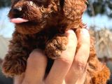 Sevimli Toy Poodle Yavrularımız