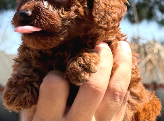 Sevimli Toy Poodle Yavrularımız görsel