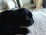 SAĞLİK GARANTİLİ PUG BEBEKLER
