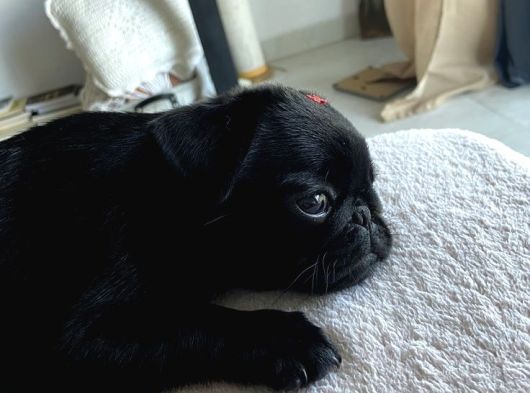 Sağli̇k Garanti̇li̇ Pug Bebekler