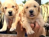 Golden retriver yavrularımız
