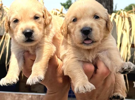 Golden Retriver Yavrularımız