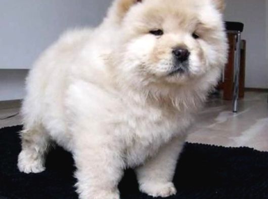 Çi̇n Aslani Chow Chow Yavrulari Ankara görsel