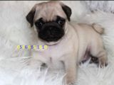 HAMBURGER SURAT PUGMOPS YAVRULARI ANKARA