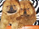Çi̇n Aslani Chow Chow Yavrulari Ankara