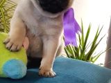 Hamburger Surat Pugmops Yavrulari Ankara