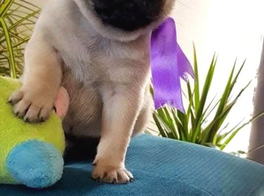 Hamburger Surat Pugmops Yavrulari Ankara görsel