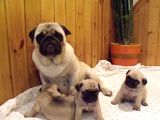 Hamburger Surat Pugmops Yavrulari Ankara